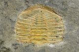 Three Trinucleid (Declivolithus) Trilobites - Mecissi, Morocco #253693-3